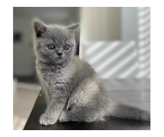 Nice British Shorthair Felix