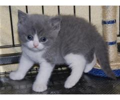 Beautiful British Shorthair Hana