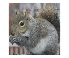 Squirrels Removal in NJ