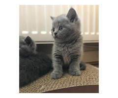 Beautiful British Shorthair Jelly