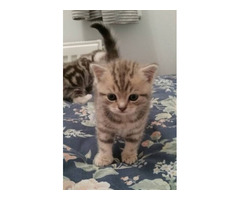 Beautiful American Shorthair Lilli