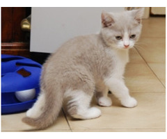 Cute British Shorthair Lucy