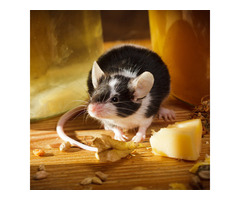 Mice removal in NJ - ALCO Animal & Pest Control