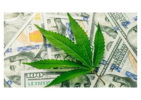 Why Pick CannaBIZ Collects as your Cannabis Debt Settlement Company?