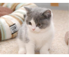 Fantastic British Shorthair Mario