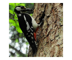 Woodpecker Removal in NJ - ALCO Animal & Pest Control