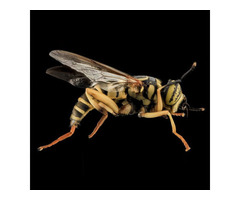 Yellow Jacket Removal in NJ - ALCO Animal & Pest Control