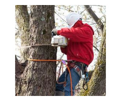 Tree Company in NJ – Your Trusted Tree Care Experts