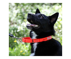 Secure and Stylish Martingale Collars for Every Dog