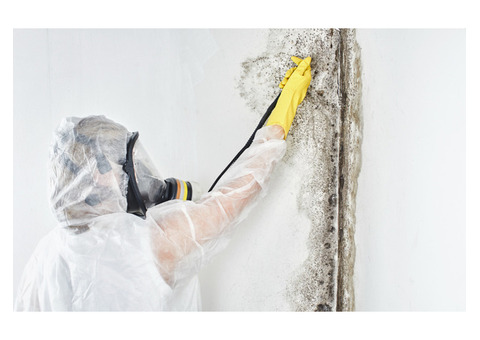 San Diego Mold Remediation