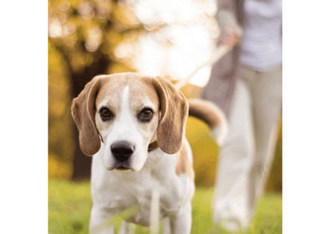 Doorstep Dog Grooming Dallas