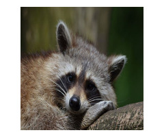 Raccoon Removal Services in NJ – ALCO Animal & Pest Control