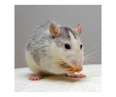 Rat Control in NJ – ALCO Animal & Pest Control