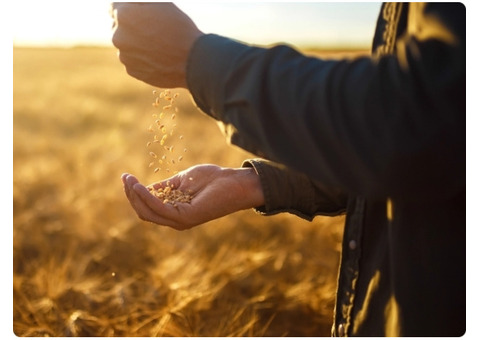Wheatland wheat seed in Alberta