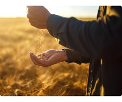 Wheatland wheat seed in Alberta