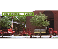 Tree Pruning in NJ – Amazing Tree Services