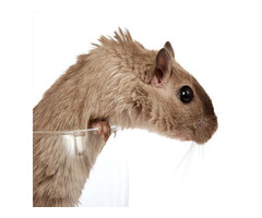 Rodent Removal in NJ – ALCO Animal & Pest Control