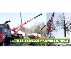 Tree Removal West Caldwell, NJ – Amazing Tree Services