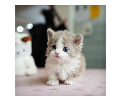 Munchkin cat for sale