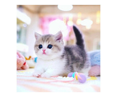 Munchkin cat for sale