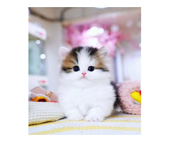 Munchkin cat for sale (Arizona)