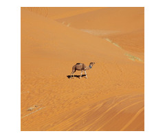 Discover the Magic of Desert Safari Dubai with Great Day Tourism!