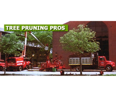 Tree Pruning Services in NJ – Amazing Tree Services