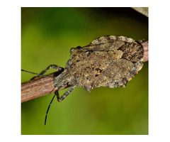 Stink Bug Control – ALCO Animal & Pest Control