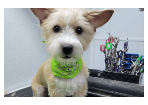 Professional Dog Groomers Waxahachie