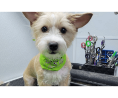 Professional Dog Groomers Waxahachie