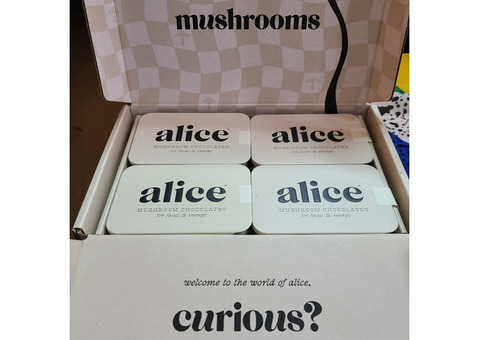 Alice Mushroom Chocolate UK