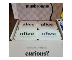 Alice Mushroom Chocolate UK