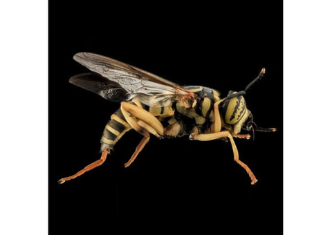 Yellow Jacket Removal in NJ