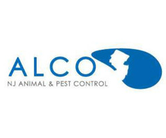 Ants Inspection in NJ – ALCO Animal & Pest Control