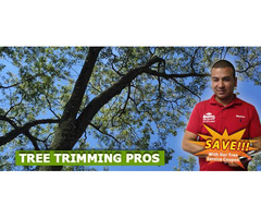 Tree Trimming in NJ – Amazing Tree Services