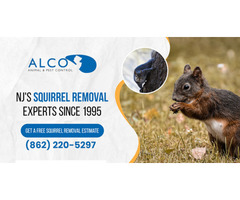 Squirrel Control in NJ – ALCO Animal & Pest Control