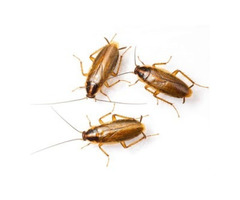 Cockroach Inspection NJ – ALCO Animal & Pest Control