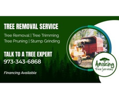 Tree Removal Estimate in NJ – Amazing Tree Services