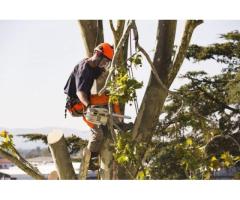 Top Small Tree Pruning Service In MD