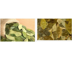 Buy Coca Leaves Online