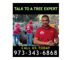 Commercial Tree Service in NJ – Amazing Tree Services