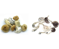 Buy Dried Mushrooms Online