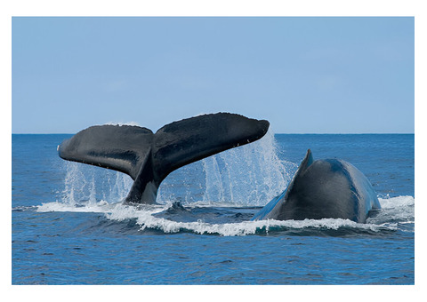 Whale Watching Oahu