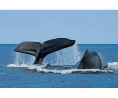 Whale Watching Oahu