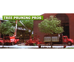 Commercial Tree Pruning Experts