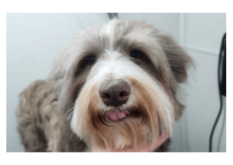 Personalized Dog Grooming