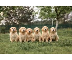 Finding a Good Golden Retriever Breeder Near You