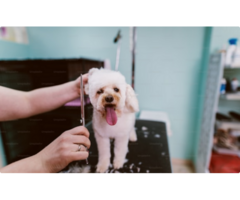 Pet Grooming Service Delhi