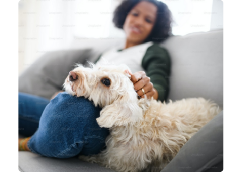 Professional Pet Boarding Service Delhi