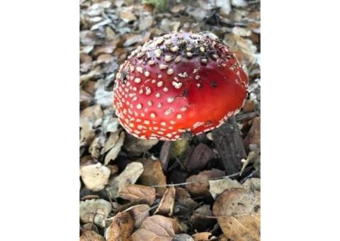 Buy Magic Mushrooms Online